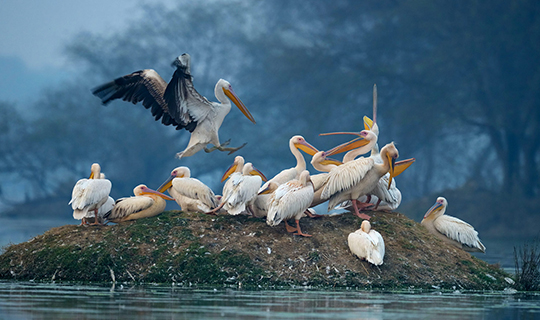 Bharatpur Bird Sanctuary