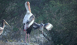 Bharatpur Bird Sanctuary