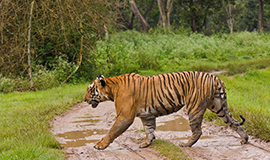 Bandipur Wildlife Santuary, Mysore
