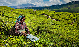 Munnar Tea Plantation