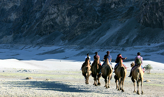 Ladakh Camel Safari