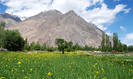 Nubra Valley of Flowers, Ladakh