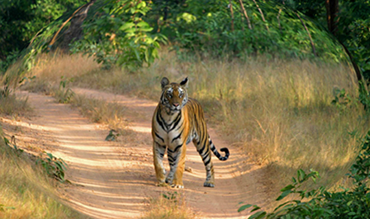 Ranthambore National Park