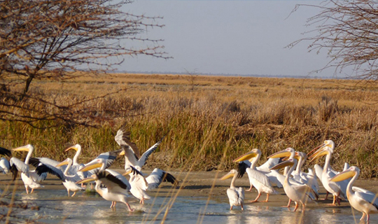 Kumarakom Bird Sanctuary